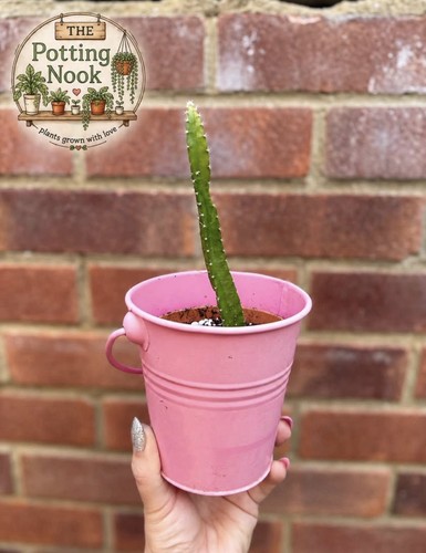 Dragon fruit cactus - dragon,