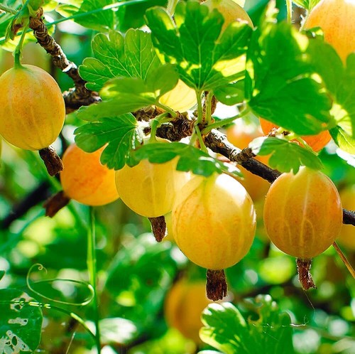 Gooseberry ribes uvacrispa - gooseberry,