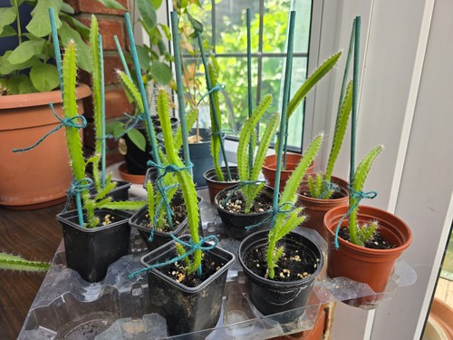 Dragon fruit plant - fruit,