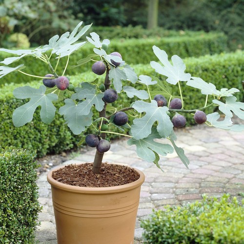 Ficus little miss figgy - ficus,
