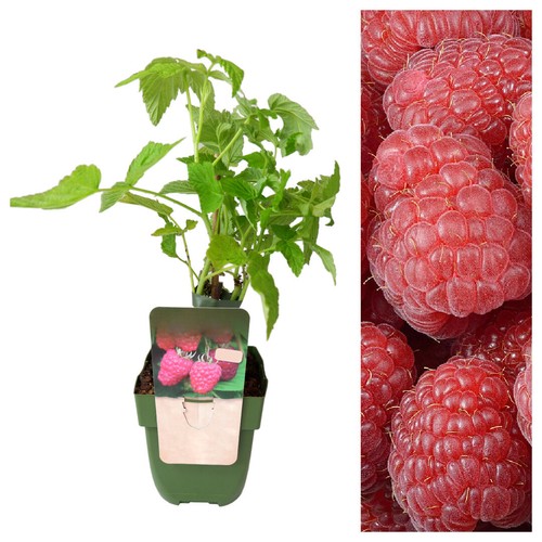 Raspberry plant double - plant,
