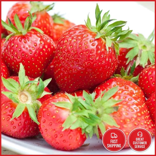 Delicious everbearing - delicious,