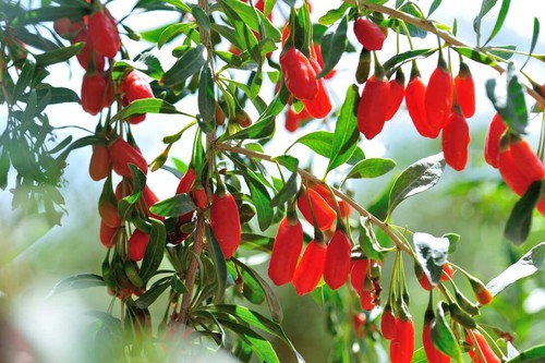 Goji jumbo plug plants - goji,