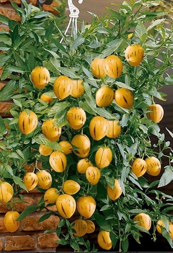 Ginseng fruit plant pepino - x,
