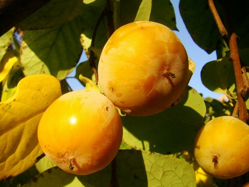 Diospyros virginiana american - virginiana,,