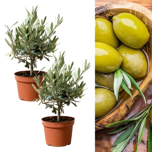 Olive tree stem - olive, in