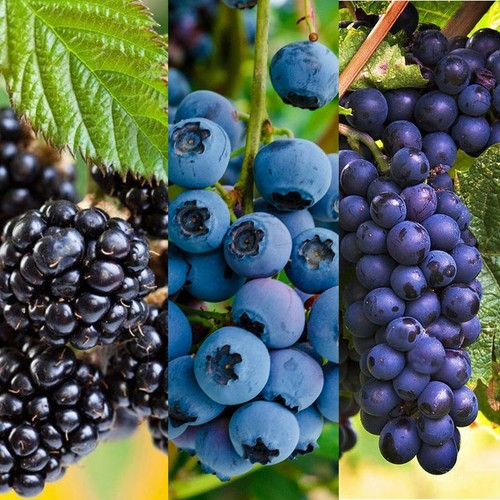 Blueberry blackberry grape - blueberry,, &