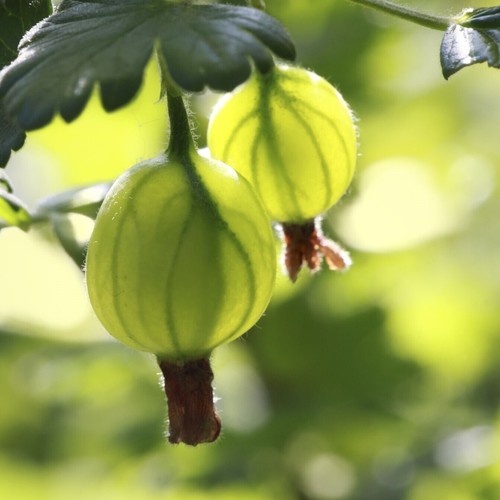 Green gooseberry plant - 3, /