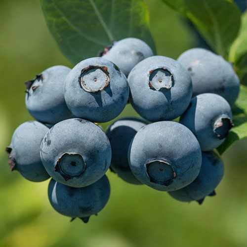 Blueberry vaccinium bluegold - blueberry,