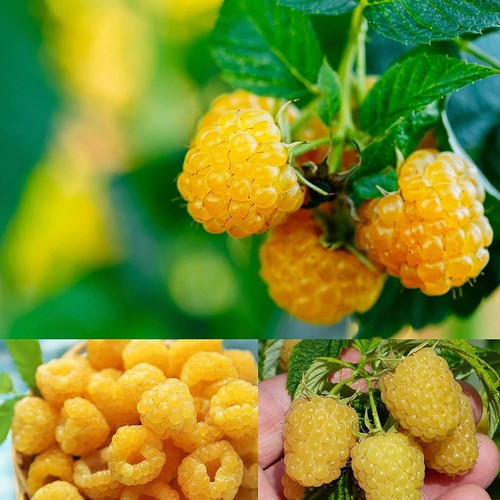 Raspberry fallgold plant - raspberry,
