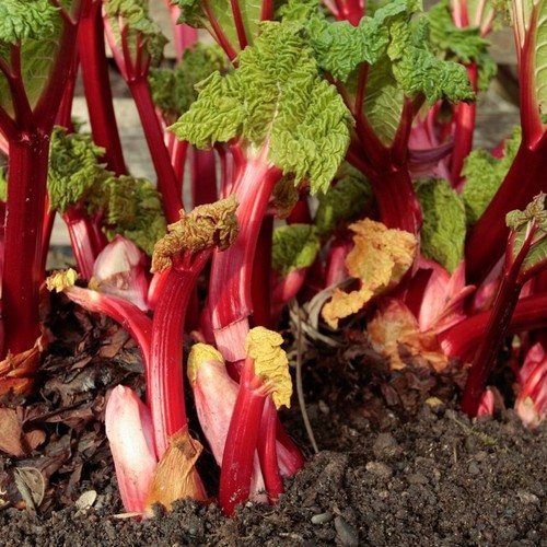 Rhubarb crowns fulton s - x,