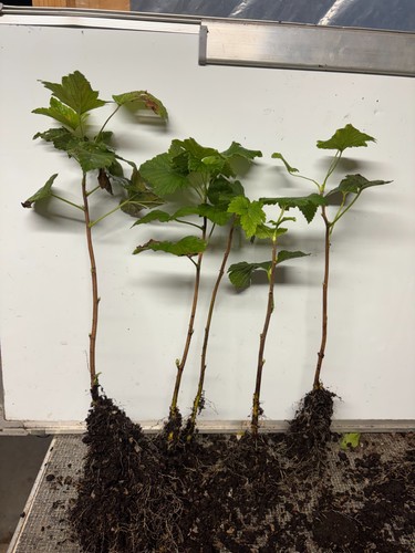 Blackcurrant fruit bushes