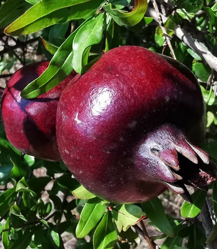 Punica granatum dark form - 'dark',
