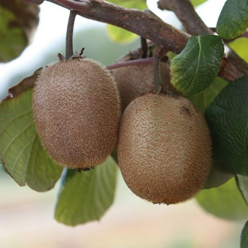 Kiwi fruit plant - fruit,