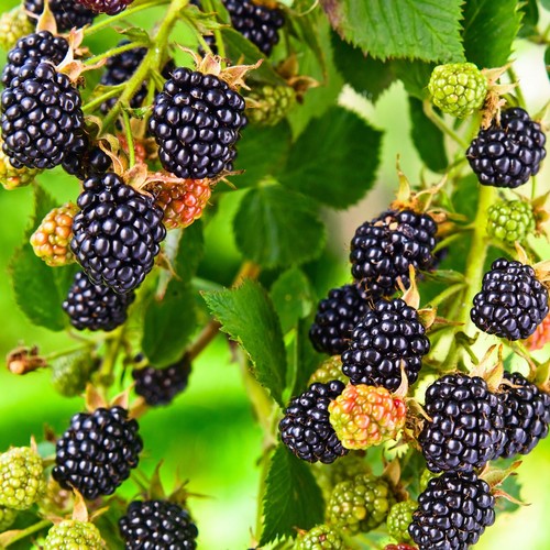 Blackberry merton thornless - merton,