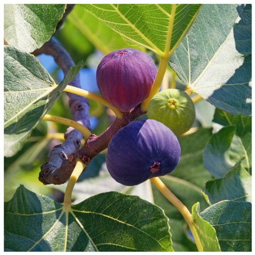 Large fig tree brown turkey - large,