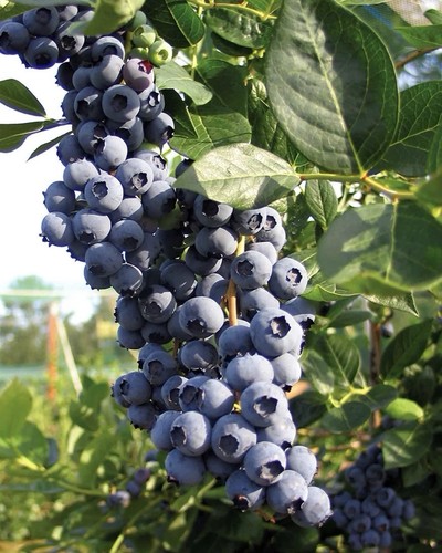 Blueberry bush duke - 5,
