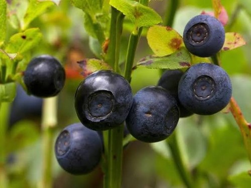 Organic bilberry european - 9x,