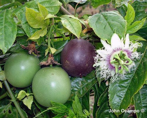 Passion fruit passiflora - 3x,