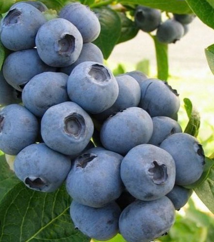 Blueberry plants - x,