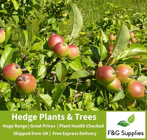 Crabapple 3ft tall - crabapple, 2-3ft