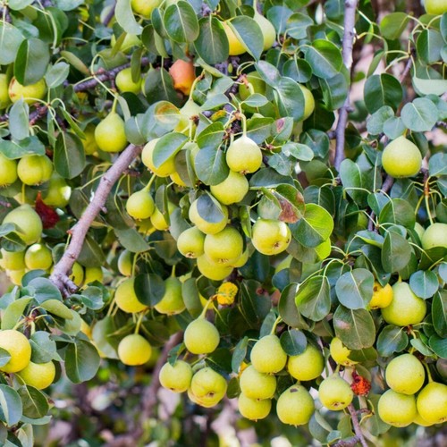 Wild pear tree - tree, in