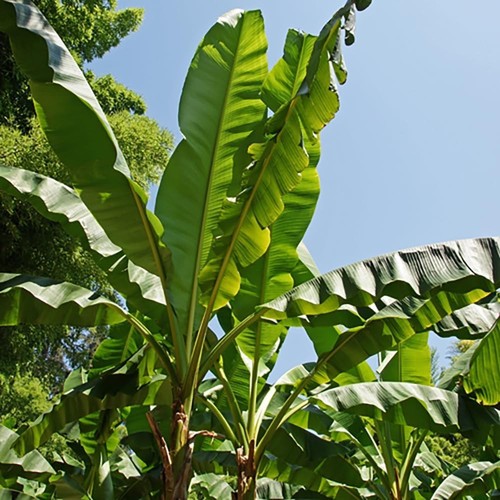 Exotic large leaf - large,
