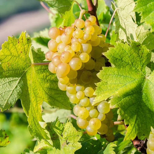 Fruit plant grape vine - plant,,