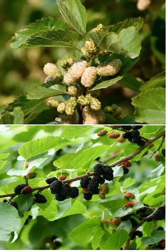 Mix mulberry white black - mix, white/black