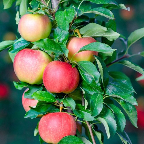 Apple plant gala mini - apple,