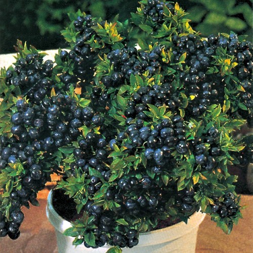 Blueberry plants top - 2,