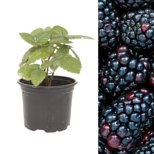 Blackberry fruit plant rubus - fruit,