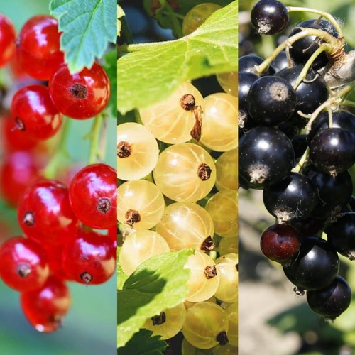 Currant plant mix 9cm - currant, in