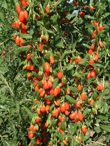 Goji jumbo plug - jumbo, |