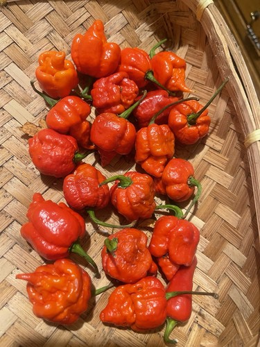 Carolina viper naga seeds - viper,