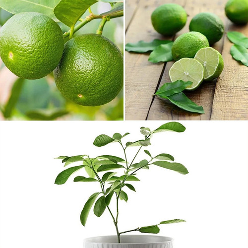 Lime tree plant citrus - plant, fruit