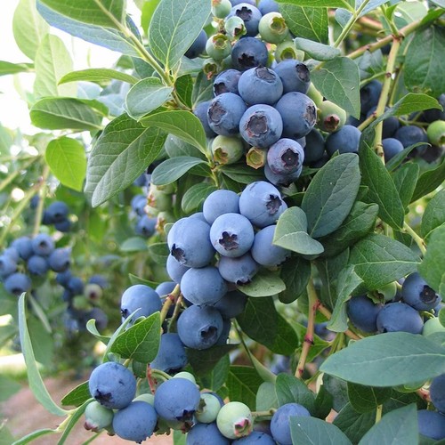 Blueberry bush bluecrop - blueberry,