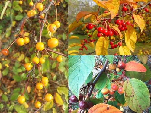 Crabapple collection edible - crabapple, collection,