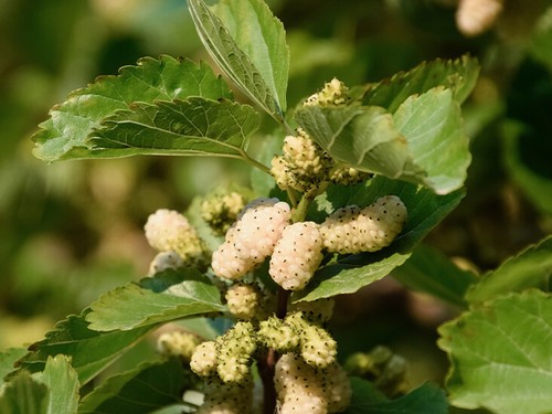 White mulberry fruit tree - white,