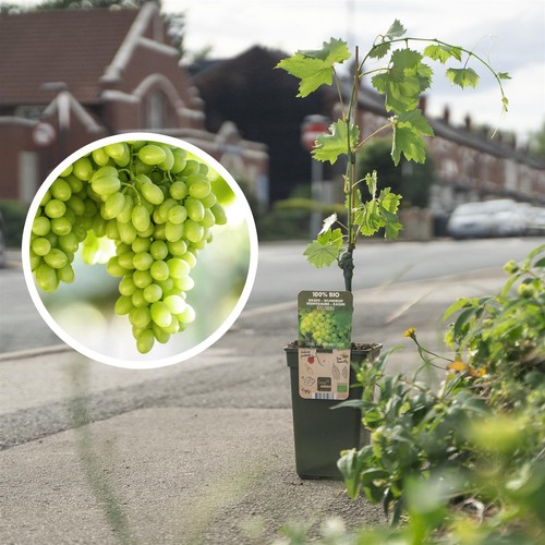 Mature green grape fruit plant - green,