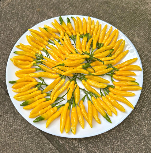 Yellow submarine chilli pepper - submarine,