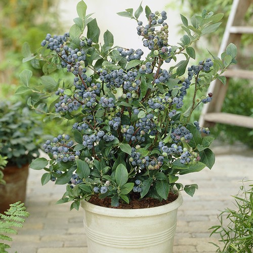 Fruit plants blueberry - plants,