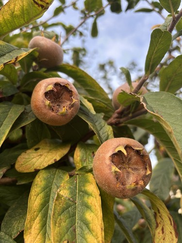 Medlar fruit new season ready