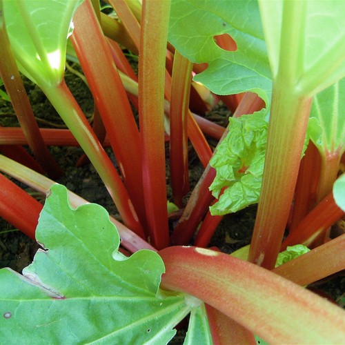 Rhubarb crowns raspberry - x,