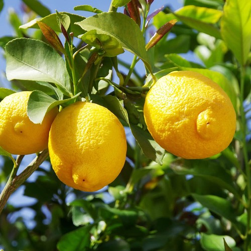 Citrus lemon tree - citrus, 'lemon'