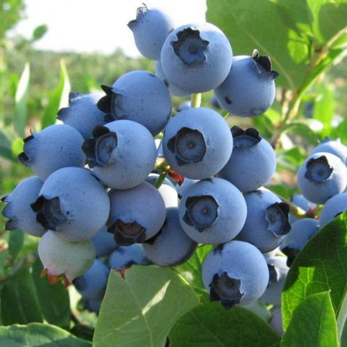 Blueberry vaccinium spartan - vaccinium, 'spartan'