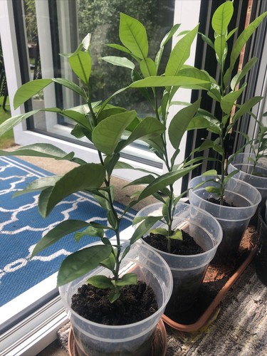 Pomelo tree plant - plant, fruit