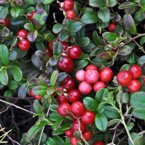 Cranberry plant early - cranberry,