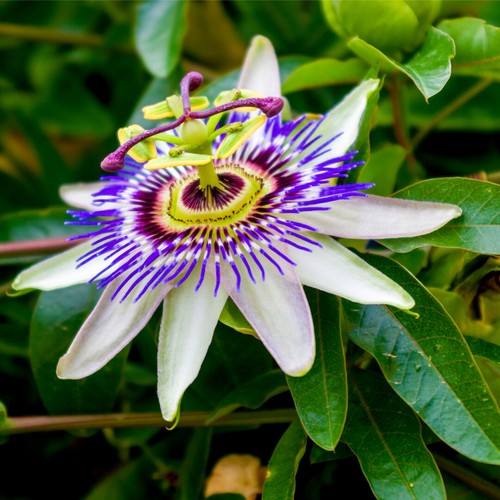 Passiflora caerulea blue - passiflora,