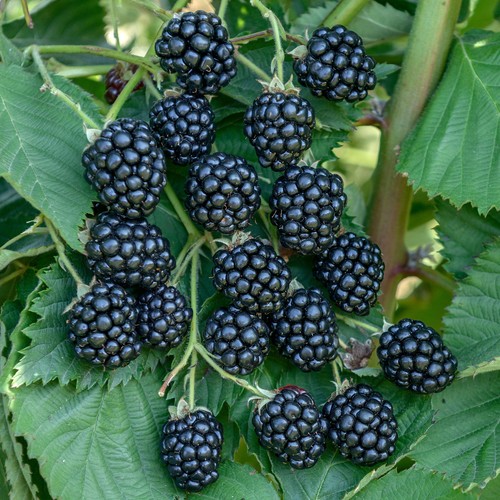 Blackberry navaho thornless - |,
